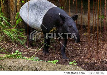 東南亞稀有保育類動物,馬來貘擁有獨特黑白體色 133040102