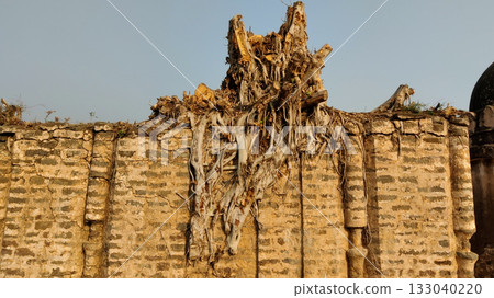 Banyan tree cut after growing through cracks in old wall 133040220
