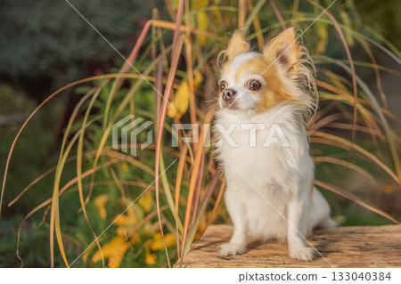 Chihuahua dog of white and red color on the background of the garden. Chihuahua dog of white and red color on the background of the garden. 133040384