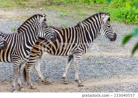 Close-up of zebras' black and white stripes and their group activities 133040557
