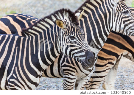 Close-up of zebras' black and white stripes and their group activities Close-up of zebras' black and white stripes and their group activities 133040560
