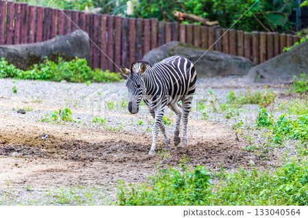 Close-up of zebras' black and white stripes and their group activities 133040564