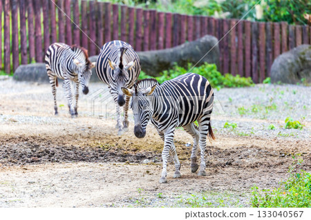 Close-up of zebras' black and white stripes and their group activities Close-up of zebras' black and white stripes and their group activities 133040567