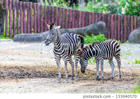 Close-up of zebras' black and white stripes and their group activities Close-up of zebras' black and white stripes and their group activities 133040570