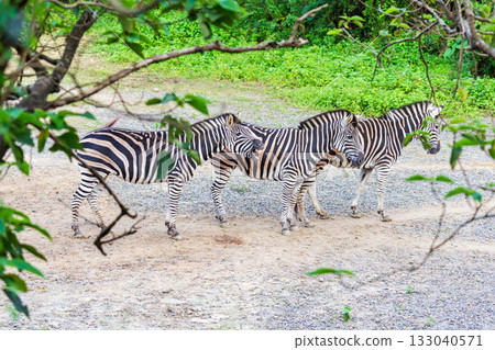 Close-up of zebras' black and white stripes and their group activities 133040571