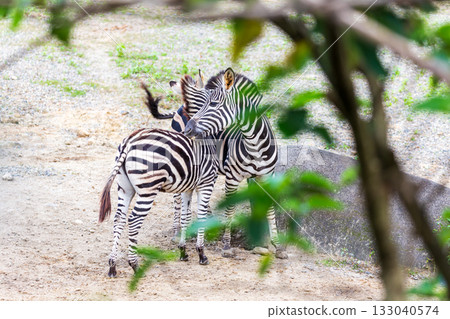 特寫斑馬的黑白條紋與群體活動 133040574
