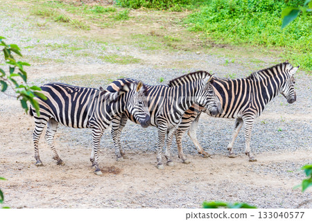 特寫斑馬的黑白條紋與群體活動 133040577