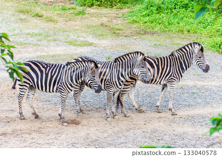 Close-up of zebras' black and white stripes and their group activities Close-up of zebras' black and white stripes and their group activities 133040578