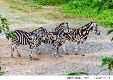 Close-up of zebras' black and white stripes and their group activities Close-up of zebras' black and white stripes and their group activities 133040581