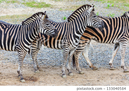 Close-up of zebras' black and white stripes and their group activities 133040584