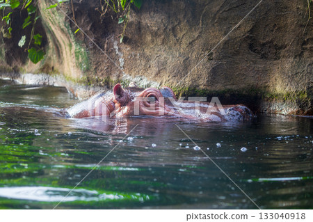 A hippopotamus in a semi-submerged state 133040918
