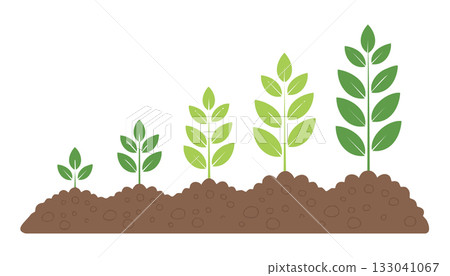 Clean educational artwork showing sequential stages of plant development from seed to small plant in soil. 133041067