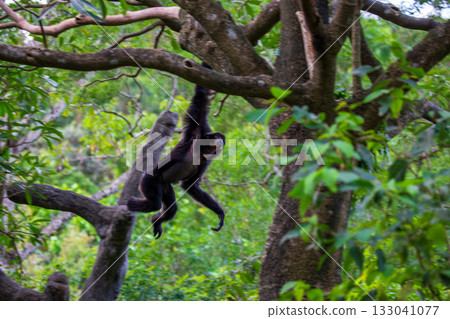 Agile gibbons in the rainforest 133041077