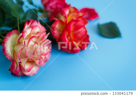 Colorful roses and petals over bright clean backdrop 133041179
