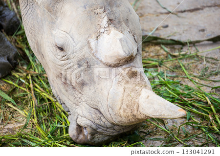 瀕臨絕種的物種,非洲白犀牛 瀕臨絕種的物種,非洲白犀牛 133041291