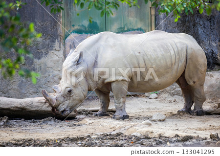 The endangered species, the African white rhinoceros The endangered species, the African white rhinoceros 133041295