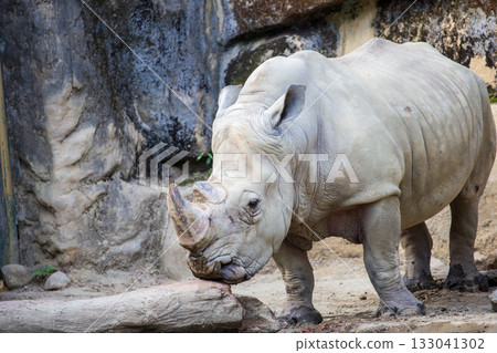 The endangered species, the African white rhinoceros The endangered species, the African white rhinoceros 133041302
