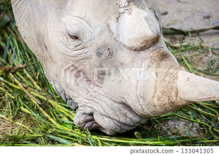 瀕臨絕種的物種,非洲白犀牛 133041305