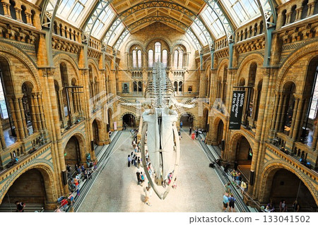 The hall and whale fossils of the Natural History Museum in London The hall and whale fossils of the Natural History Museum in London 133041502