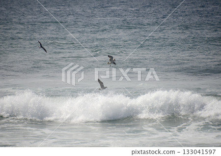 海和海鷗 海和海鷗 133041597