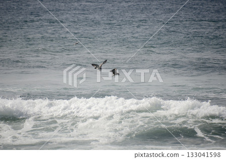 Sea and seagulls 133041598