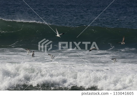 海和海鷗 133041605