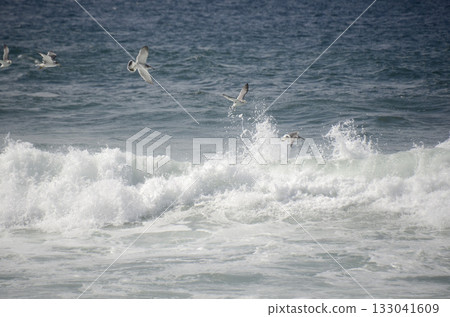 Sea and seagulls Sea and seagulls 133041609