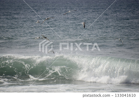 Sea and seagulls Sea and seagulls 133041610