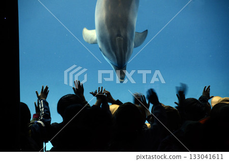 Aquarium scenery 133041611