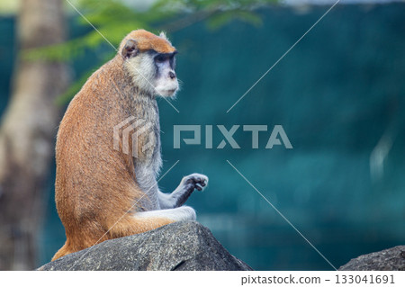 猴子在動物園岩石上的沉思 133041691