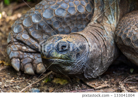 象龜展現長壽與緩慢生活的自然姿態 133041804