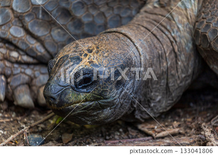 Giant tortoises exhibit a natural posture of longevity and a slow-paced lifestyle. 133041806