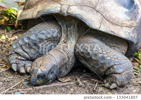 象龜展現長壽與緩慢生活的自然姿態 133041807