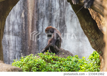 遠距離拍攝靈長類在動物園內的生活狀況 遠距離拍攝靈長類在動物園內的生活狀況 133041982