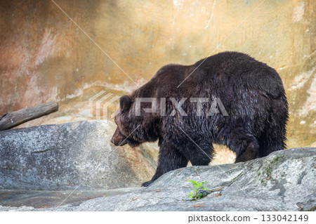 Capture the image of a brown bear in the zoo 133042149