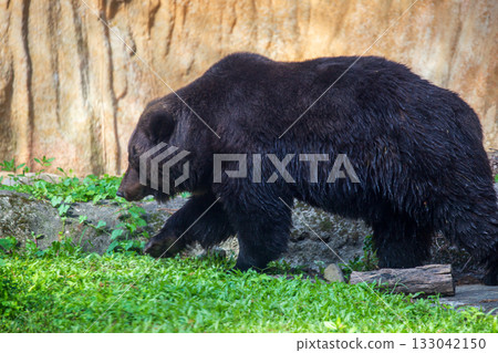 捕捉動物園中的棕熊身影 133042150