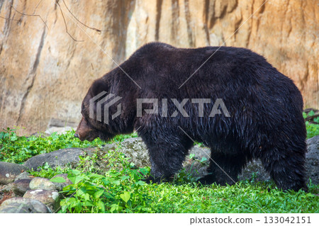 捕捉動物園中的棕熊身影 133042151