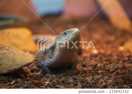 Blue-tongued skinks resting on a wood-chip substrate Blue-tongued skinks resting on a wood-chip substrate 133042332