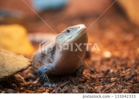 Blue-tongued skinks resting on a wood-chip substrate 133042333