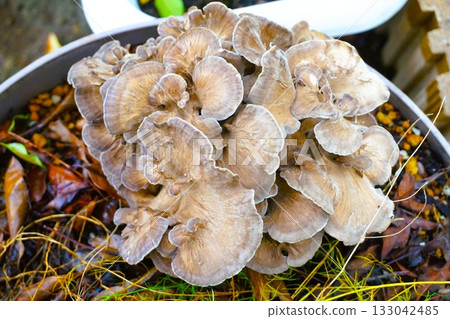 家庭花園裡種植的舞茸 133042485