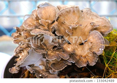 家庭花園裡種植的舞茸 133042489