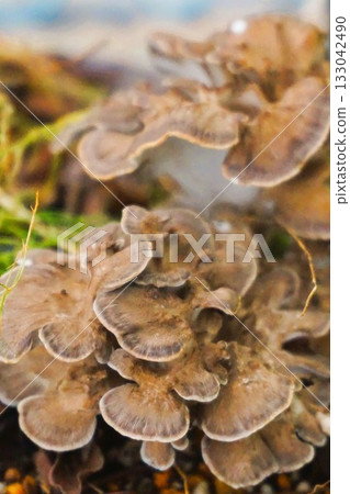 家庭花園裡種植的舞茸 133042490