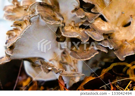 家庭花園裡種植的舞茸 133042494