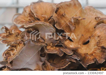 Maitake mushrooms grown in home gardens 133042497