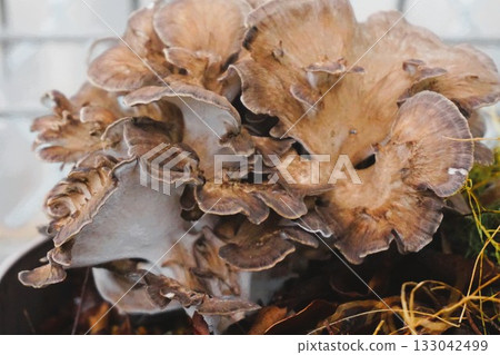 家庭花園裡種植的舞茸 133042499