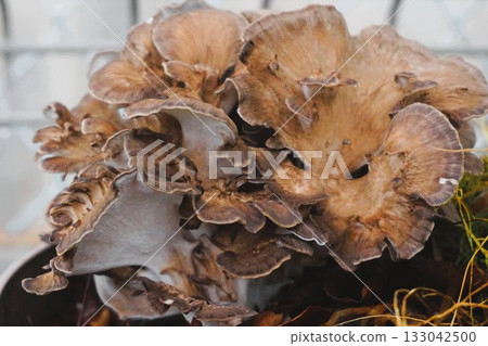 Maitake mushrooms grown in home gardens Maitake mushrooms grown in home gardens 133042500