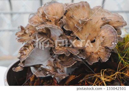 Maitake mushrooms grown in home gardens Maitake mushrooms grown in home gardens 133042501