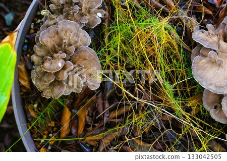 家庭花園裡種植的舞茸 133042505