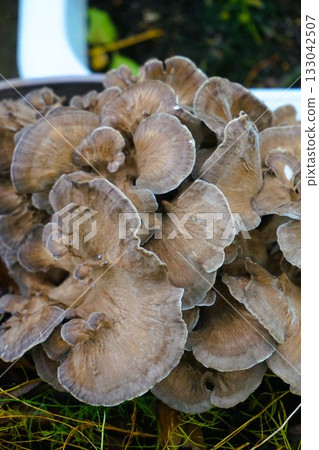 家庭花園裡種植的舞茸 133042507