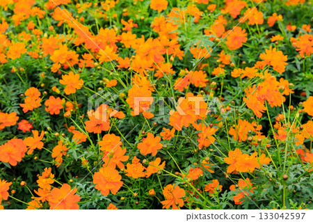 Kibanakosmos盛開 Kibanakosmos盛開 133042597